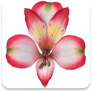 Alstromeria