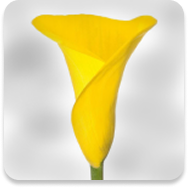 Callas