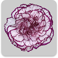 Carnations