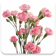 Spray Carnations