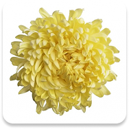 Chrysants 1 head