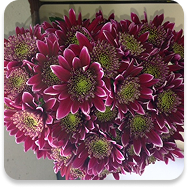 Chrysants spray