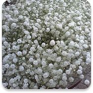 Gypsophila