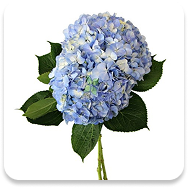 Hydrangea