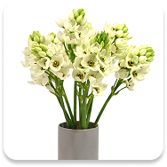 Ornithogalum