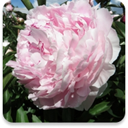 Peony