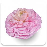 Ranunculus