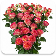 Spray roses