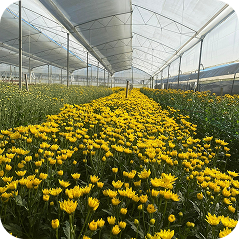 greenhouse flower