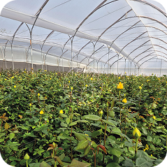 greenhouse flower